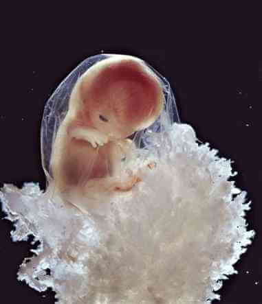 de wereld van het ongeboren kind