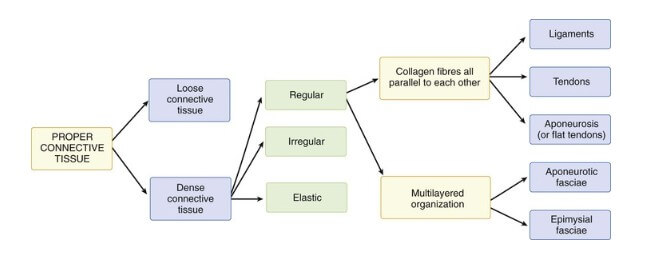 connectiev tissue diagram osteopathie-ilbrink.nl