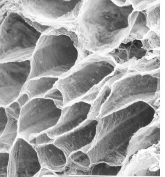 Honeycomb fascia Osteopathie-ilbrink.nl