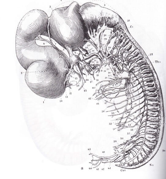 embryo plm 40dagen centraal en perifeer zenuwstelsel incl seritonine hormoon stelsel