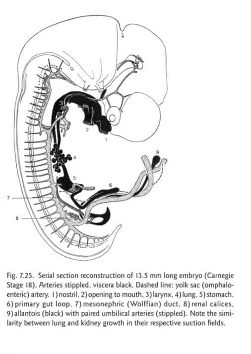 embry 40 dagen darm tractus voor seritonine hormoon vorming en arterien
