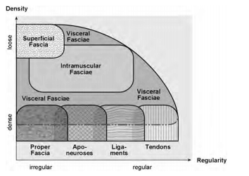 fascia-schematisch