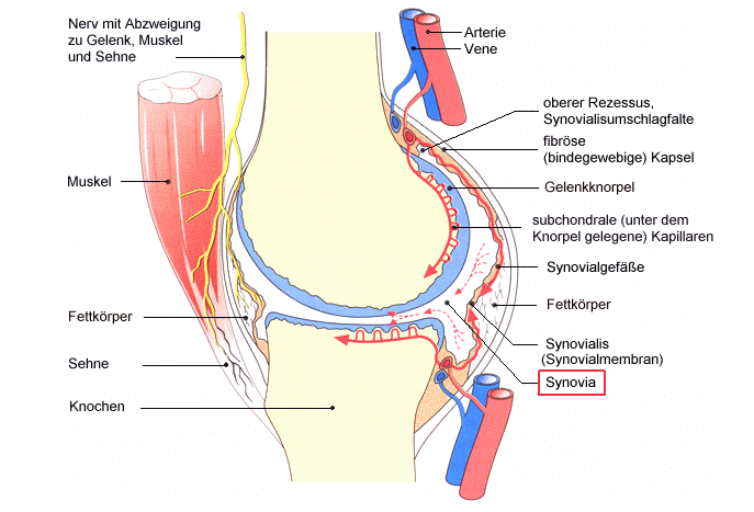 synovia knie