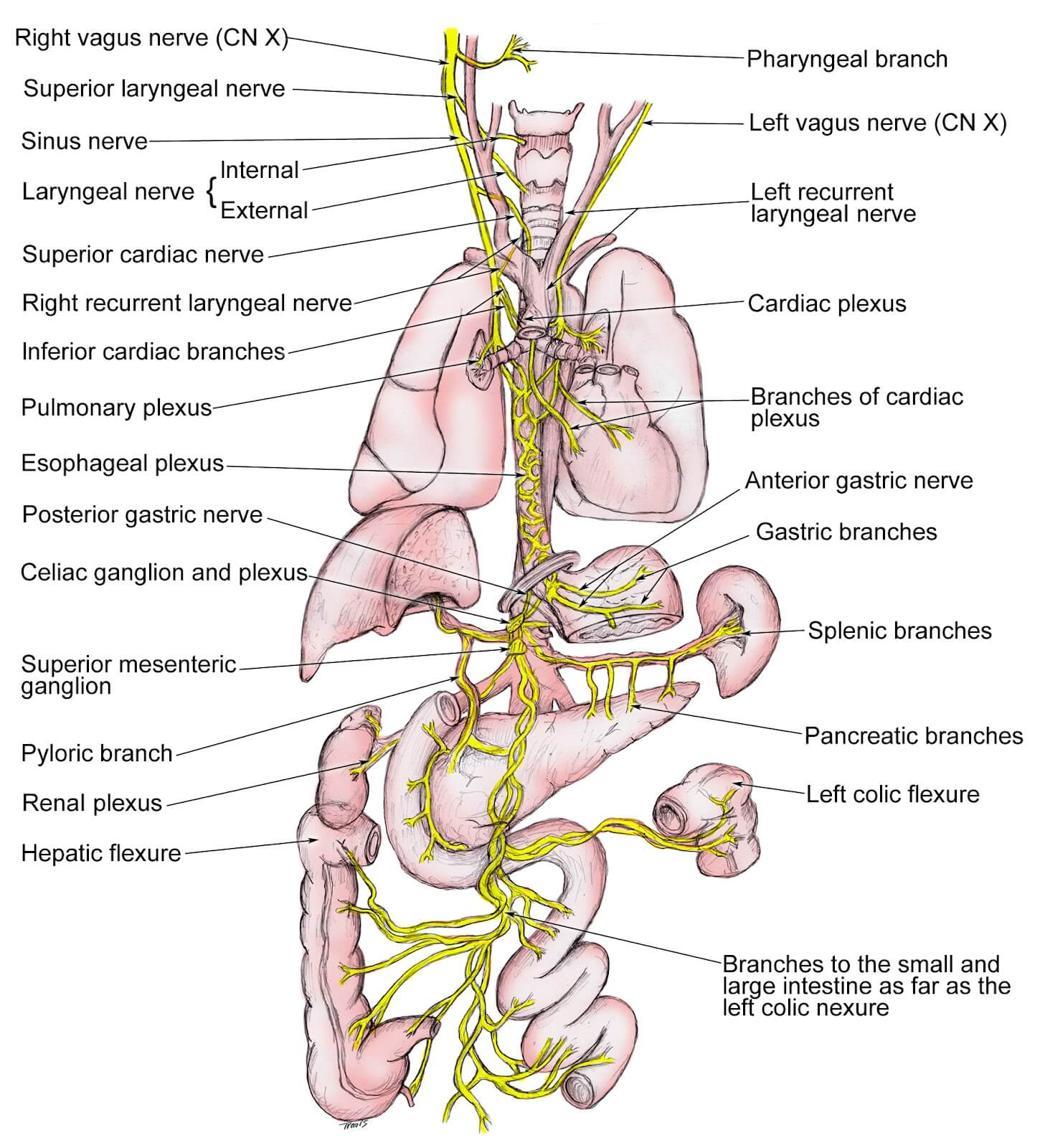 nervus vagus hoofdpijn www.osteopathie-ilbrink.nl