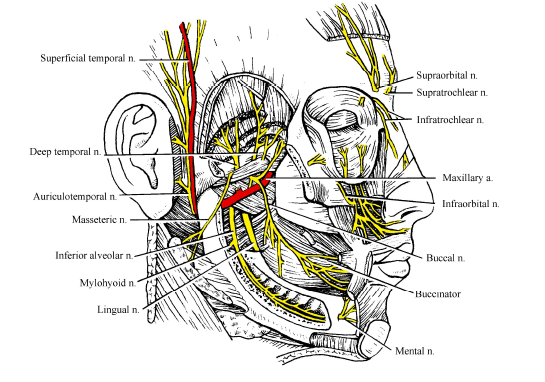 N mandibulare hoofdpijn www.osteopathie-ilbrink.nl