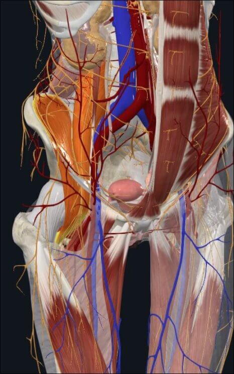 psoas met anatomische relaties