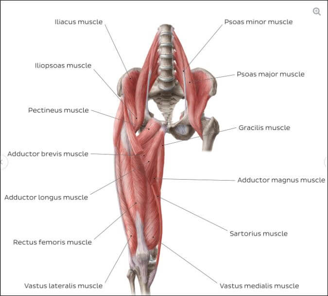 psoas als houdings spier